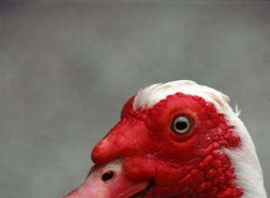 Como controlar a agressão em um pato almiscarado