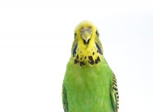 Chování při hnízdění papoušků