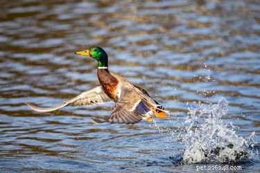 Adaptations comportementales des canards à l eau