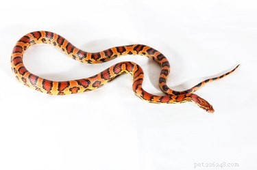 I serpenti sono buoni animali da compagnia?
