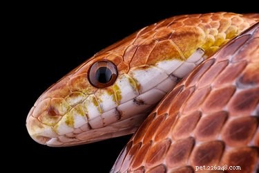 Zijn slangen goede huisdieren?