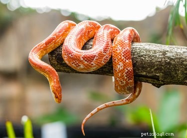Gör ormar bra husdjur?