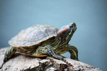 Dělají želvy dobrá domácí zvířata?