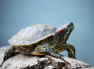Dělají želvy dobrá domácí zvířata?