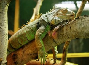 Leguanen bevriezen en vallen uit bomen in Florida 