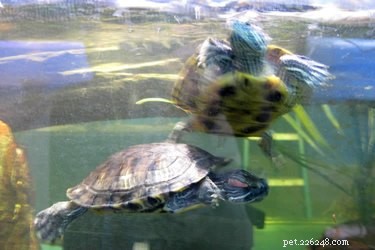 Как долго домашние черепахи могут оставаться под водой?