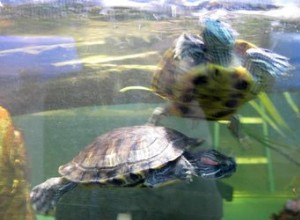 Hur länge kan husdjurssköldpaddor stanna under vattnet?