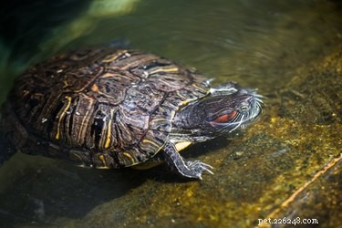 De huid van de roodwangschildpad schilfert af