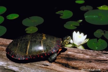 Hur man hjälper en sköldpadda med ett blödande skal