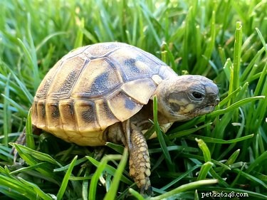 Comment sortir une tortue de sa carapace