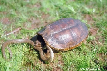 Jak zajistit, aby želva rostla rychleji