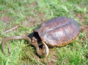 Como fazer uma tartaruga crescer mais rápido