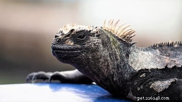 Quais são alguns tipos diferentes de iguanas?