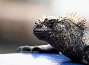 Quais são alguns tipos diferentes de iguanas?