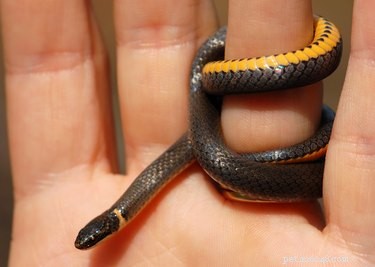 Hoe zorg je voor ringneck-slangen