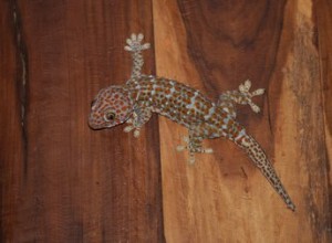 Quels types de fruits mangent les geckos ?