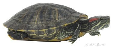 Hoe weet je of je schildpad klaar is om eieren te leggen