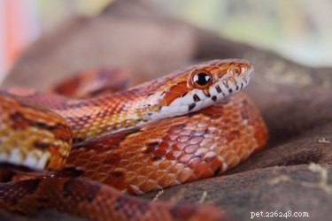 Jak určit věk kukuřičných hadů podle délky