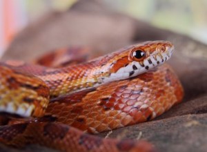 Comment déterminer l âge d un serpent des blés par longueur