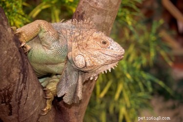 Os ciclos de vida das iguanas