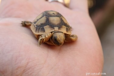 Como saber o sexo dos filhotes de tartarugas Sulcata
