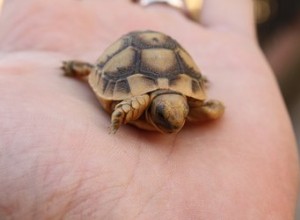 Como saber o sexo dos filhotes de tartarugas Sulcata
