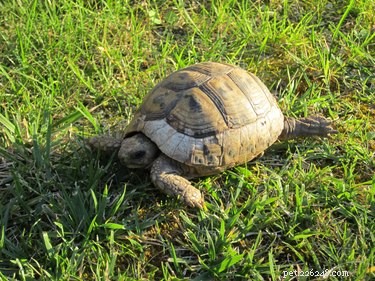 Как посадить черепаху в саду