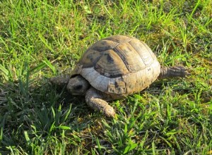 Hur man planterar en sköldpaddsträdgård