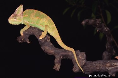 Jak zjistit, zda je zahalený chameleon samec nebo samice