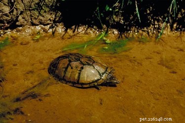 Små sköldpaddor som förblir små