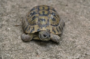 Små sköldpaddor som förblir små