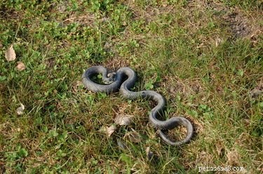Comment identifier un serpent ratier
