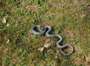 Comment identifier un serpent ratier