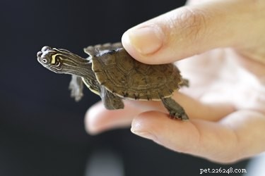 Hoe herken je het geslacht van een babyschildpad