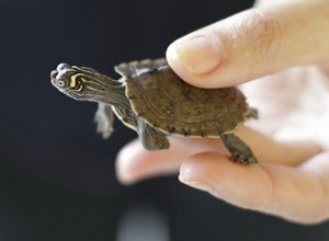 Como saber o sexo de uma tartaruga bebê
