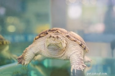 Alimentos em sua despensa que uma tartaruga aquática pode comer
