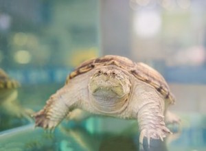 Alimentos em sua despensa que uma tartaruga aquática pode comer
