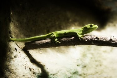 Giftiga kemikalier för geckos