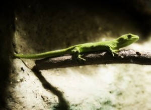 Giftiga kemikalier för geckos