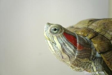 Typy malých vodních želv