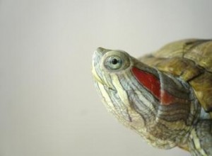 Tipos de pequenas tartarugas aquáticas de estimação