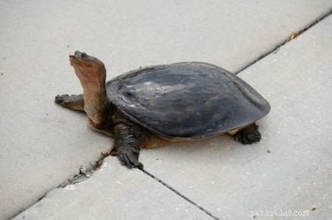 Typer av små vattensköldpaddor för husdjur