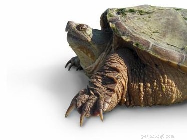 Typy malých vodních želv