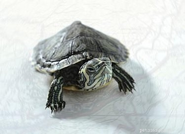 Types de tortues aquatiques de petite taille