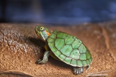 Hoe onderscheid je een jongensschildpad van een meisjesschildpad