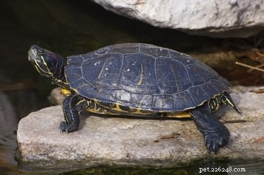 Hoe onderscheid je een jongensschildpad van een meisjesschildpad