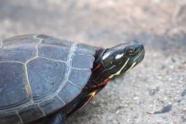 Comment déterminer l âge d une tortue peinte