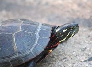 Hoe herken je de leeftijd van een geverfde schildpad