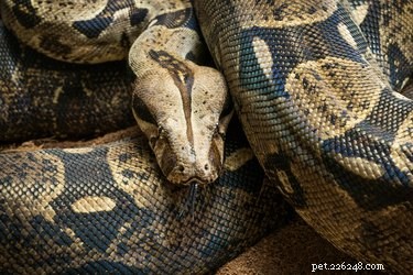 Boa vs. Python