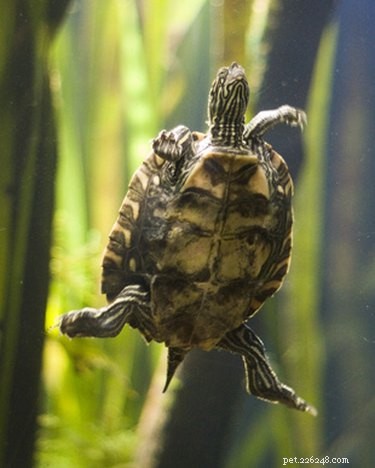 Hoe zorg je voor een zoetwaterschildpad